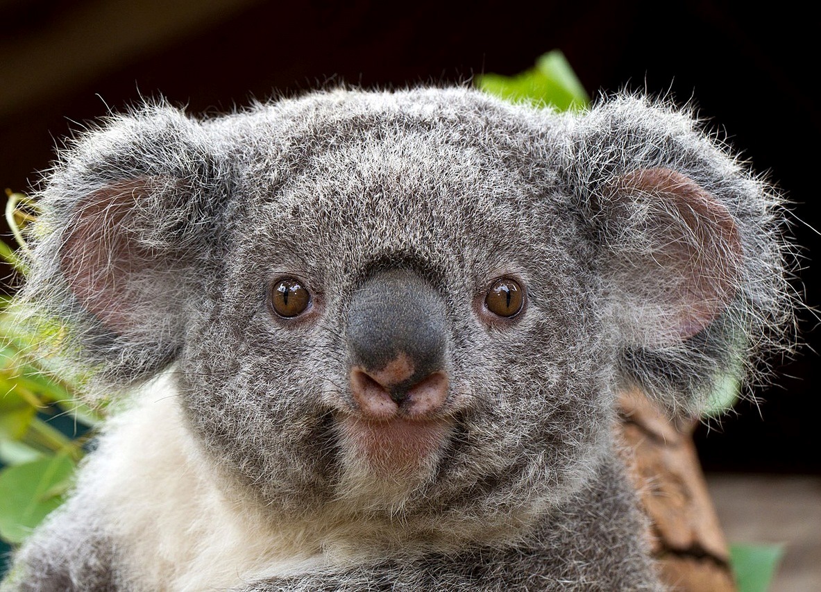 Кирилл Хрычиков